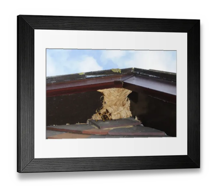 Framed Print : European Hornet (Vespa crabro) nest, under house eaves, Oxfordshire, England, september Framed Print : European Hornet (Vespa crabro) nest, under house eaves, Oxfordshire, England, september