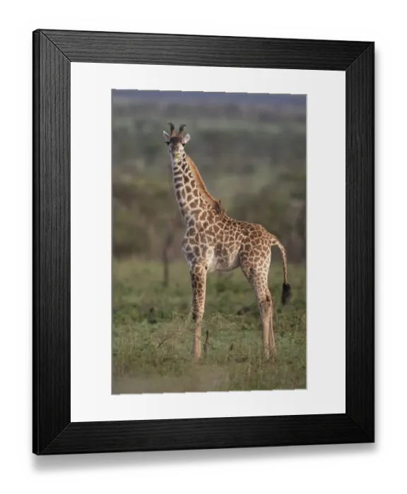 Framed Print : Masai Giraffe (Giraffa camelopardalis tippelskirchi) young, feeding, with Yellow-billed Oxpecker (Buphagus africanus) Framed Print : Masai Giraffe (Giraffa camelopardalis tippelskirchi) young, feeding, with Yellow-billed Oxpecker (Buphagus africanus)