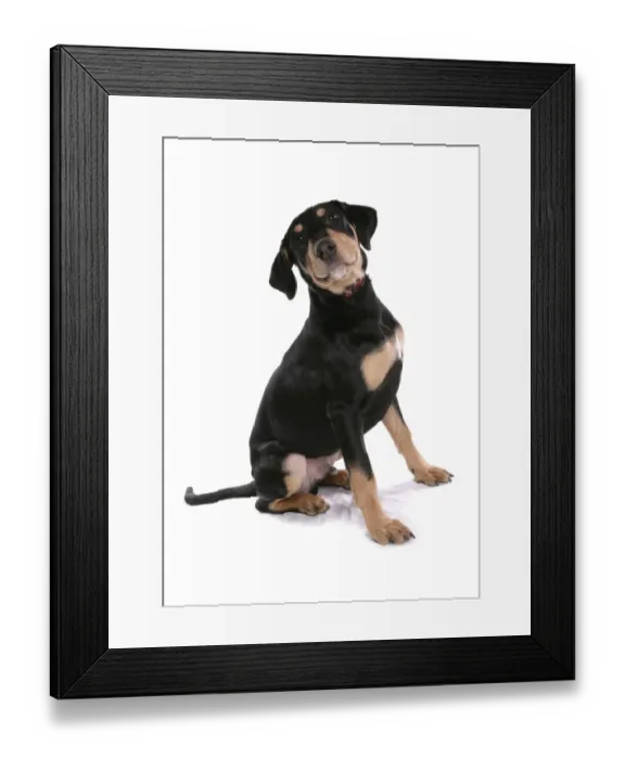 Framed Print : Domestic Dog, Dobermann, male puppy, with collar, sitting Framed Print : Domestic Dog, Dobermann, male puppy, with collar, sitting