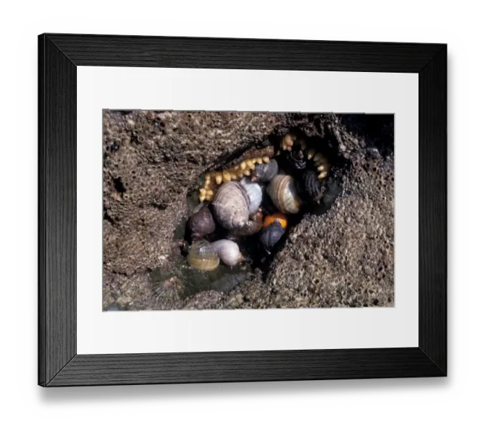 Framed Print : Shell Common whelk (Buccinus undatum) washing up on a sandy shore Penrhyn Bay N Wales Framed Print : Shell Common whelk (Buccinus undatum) washing up on a sandy shore Penrhyn Bay N Wales