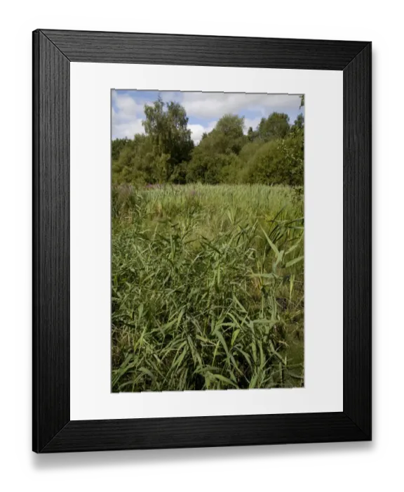 Framed Print : View of wetland habitat in former gravel pit, Hilton Gravel Pits, Derbyshire Wildlife Trust Reserve, Derbyshire Framed Print : View of wetland habitat in former gravel pit, Hilton Gravel Pits, Derbyshire Wildlife Trust Reserve, Derbyshire