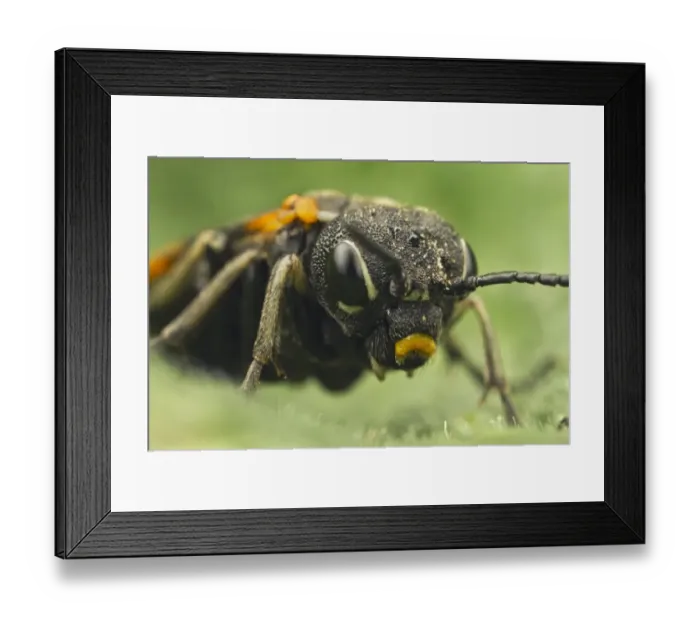 Framed Print : Sawfly (Symphyta sp. ) adult, close-up of head, Leicestershire, England, april Framed Print : Sawfly (Symphyta sp. ) adult, close-up of head, Leicestershire, England, april