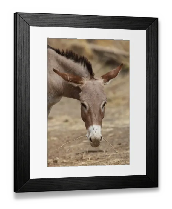 Framed Print : Donkey, adult, close-up of head, feeding on twig, Gambia, january Framed Print : Donkey, adult, close-up of head, feeding on twig, Gambia, january