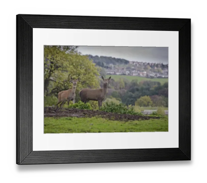 Framed Print : Deer farming, farmed Red Deer (Cervus elaphus) hinds, Yorkshire, England, october Framed Print : Deer farming, farmed Red Deer (Cervus elaphus) hinds, Yorkshire, England, october