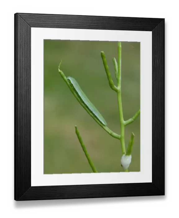 Framed Print : Orange-tip Butterfly (Anthocharis cardamines) caterpillar, feeding on Garlic Mustard (Alliaria petiolata) Framed Print : Orange-tip Butterfly (Anthocharis cardamines) caterpillar, feeding on Garlic Mustard (Alliaria petiolata)