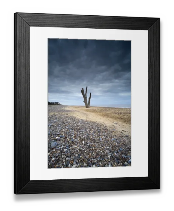 Framed Print : View of dead tree from eroded shoreline on beach, Covehithe, Benacre National Nature Reserve, Suffolk, England, may Framed Print : View of dead tree from eroded shoreline on beach, Covehithe, Benacre National Nature Reserve, Suffolk, England, may
