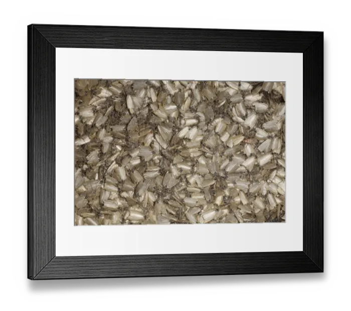 Framed Print : Timothy Tortrix (Aphelia paleana) adults, swarming in moth trap after mass emergence, Powys, Wales, july Framed Print : Timothy Tortrix (Aphelia paleana) adults, swarming in moth trap after mass emergence, Powys, Wales, july