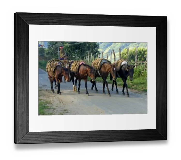 Framed Print : Horses used for carrying harvested crop, Vattavada, Western Ghats, Kerala, India Framed Print : Horses used for carrying harvested crop, Vattavada, Western Ghats, Kerala, India