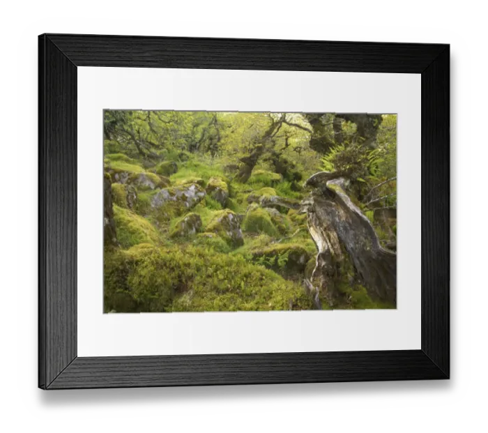 Framed Print : Stunted oak trees with epiphytic ferns, with moss covered boulders in understory of moorland copse, Wistmans Wood