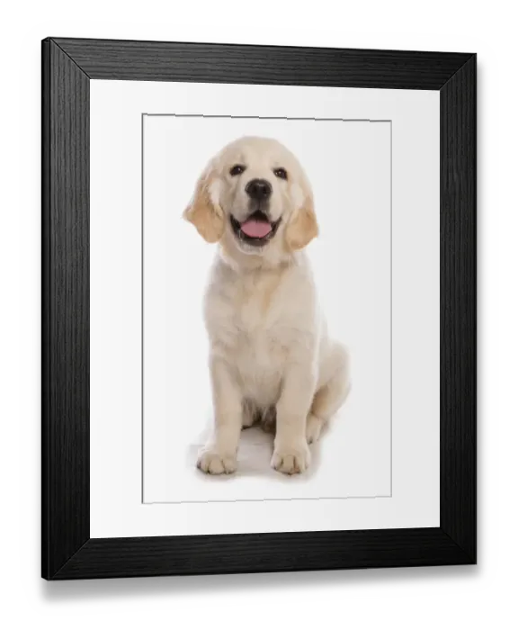 Framed Print : Domestic Dog, Golden Retriever, male puppy, sitting Framed Print : Domestic Dog, Golden Retriever, male puppy, sitting