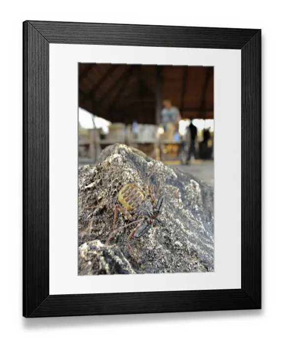 Framed Print : Variegated Tailless Whip Scorpion (Damon variegatus) adult female, on rock with camp in background Framed Print : Variegated Tailless Whip Scorpion (Damon variegatus) adult female, on rock with camp in background