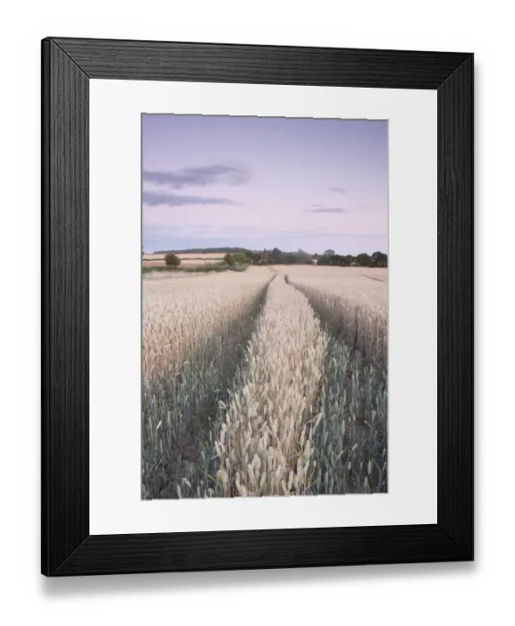 Framed Print : Wheat (Triticum aestivum) crop, ripening field at dusk, West Yorkshire, England, july
