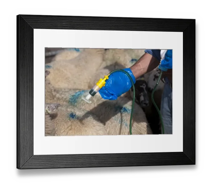 Framed Print : Sheep farming, shepherd applying insecticide along back of sheep, to prevent fly strike and lice, England, september