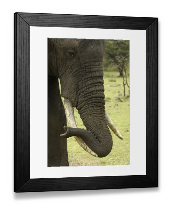 Framed Print : African Elephant (Loxodonta africana) adult, close-up of head, with trunk resting on tusk, Masai Mara, Kenya Framed Print : African Elephant (Loxodonta africana) adult, close-up of head, with trunk resting on tusk, Masai Mara, Kenya