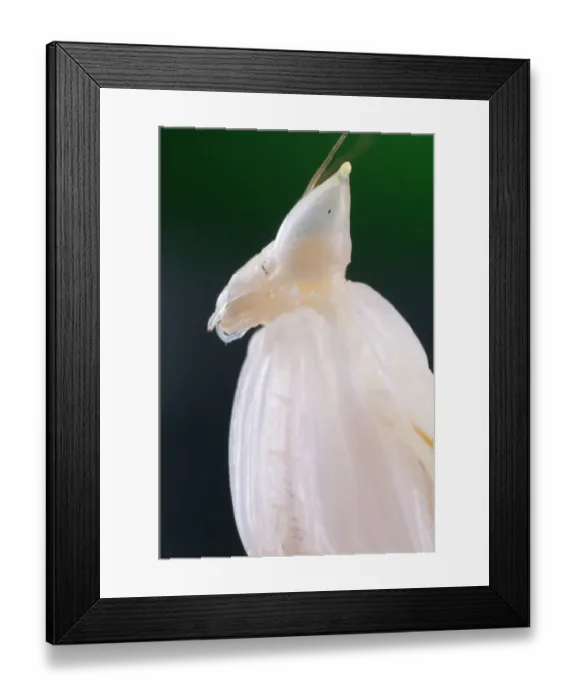 Framed Print : Orchid Mantis (Hymenopus coronatus) subadult, close-up of head, Malaysia Framed Print : Orchid Mantis (Hymenopus coronatus) subadult, close-up of head, Malaysia