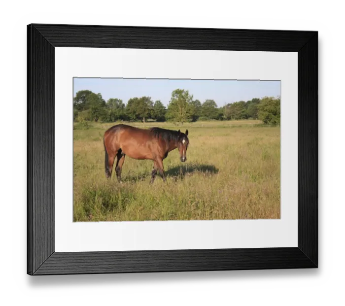 Framed Print : Horse, stallion, grazing in paddock with long grass, Roydon, Upper Waveney Valley, Norfolk, England, june