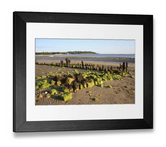 Framed Print : Remains of breakwater covered with seaweed, on beach with incoming tide, Bembridge, Isle of Wight, England, june Framed Print : Remains of breakwater covered with seaweed, on beach with incoming tide, Bembridge, Isle of Wight, England, june