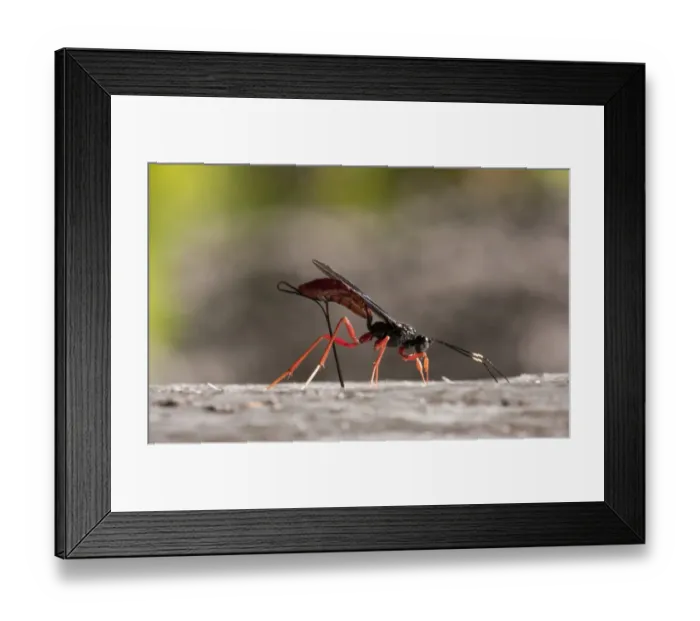 Framed Print : Commander Ichneumon (Dolichomitus imperator) adult female, seeking out prey and laying eggs, Northern California