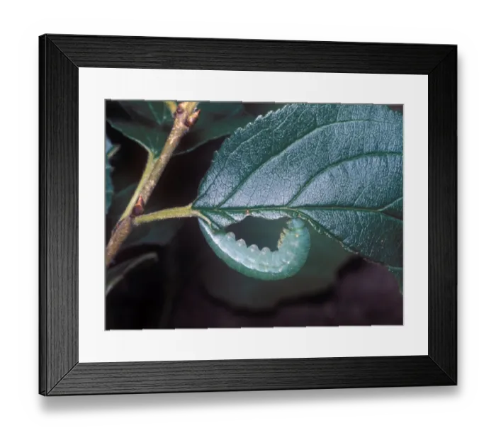 Framed Print : Brimstone Butterfly (Gonepteryx rhamni) larva, spinning up
