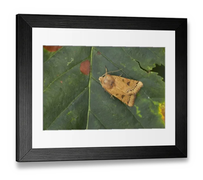 Framed Print : Lunar Underwing (Omphaloscelis lunosa) adult, resting on leaf, Essex, England Framed Print : Lunar Underwing (Omphaloscelis lunosa) adult, resting on leaf, Essex, England