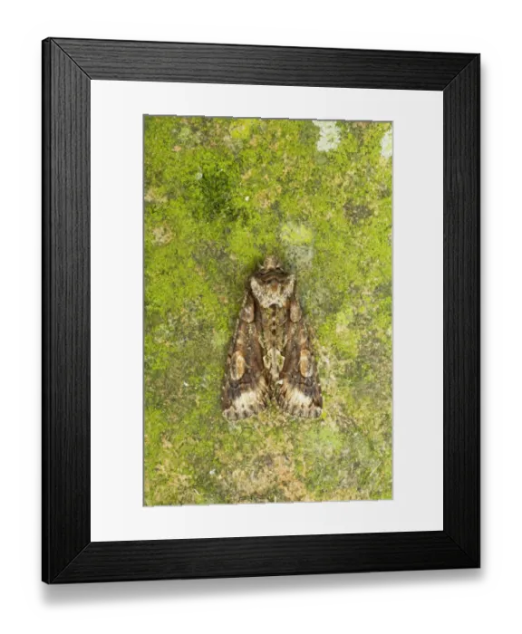 Framed Print : Green-brindled Crescent (Allophyes oxyacanthae) adult, Essex, England Framed Print : Green-brindled Crescent (Allophyes oxyacanthae) adult, Essex, England