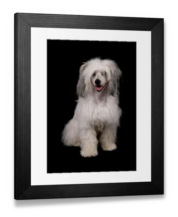 Framed Print : Domestic Dog, Chinese Crested, coated powder-puff variety, adult female, sitting