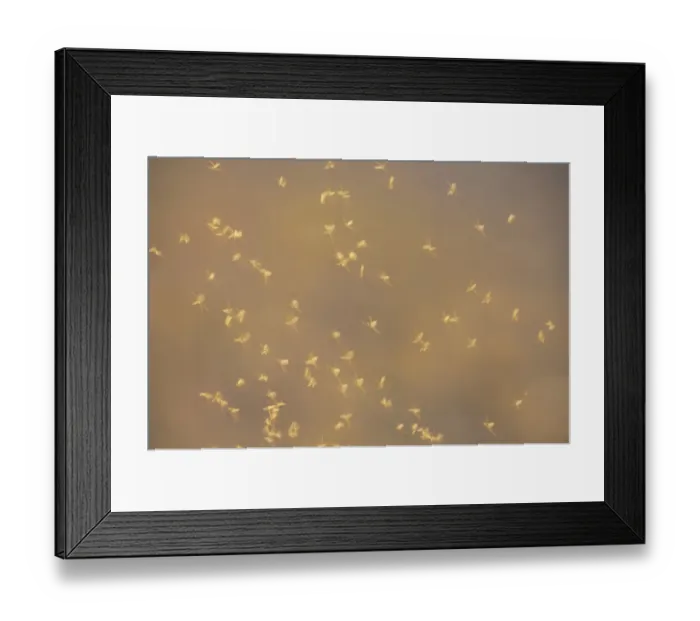 Framed Print : Mayfly (Ephemeroptera sp. ) adults, group in flight, dancing over water, Ouse Washes, Norfolk, England Framed Print : Mayfly (Ephemeroptera sp. ) adults, group in flight, dancing over water, Ouse Washes, Norfolk, England