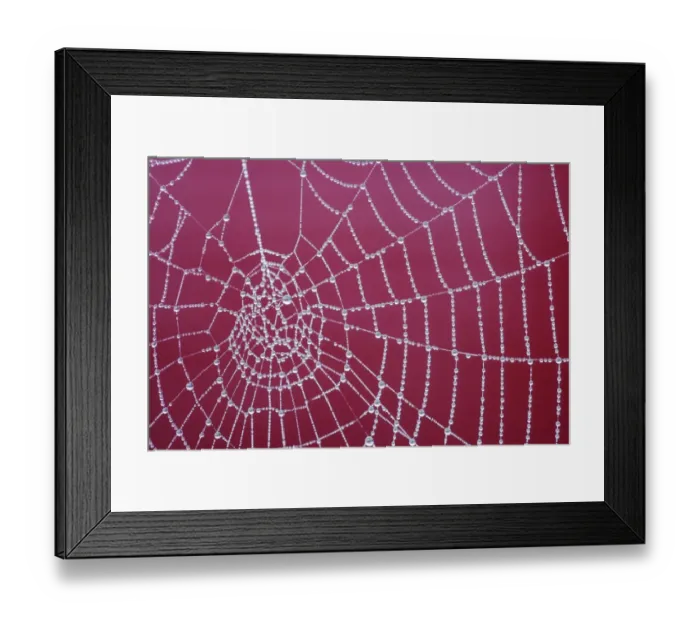 Framed Print : Spider web, dew covered at dawn, Essex, England, december Framed Print : Spider web, dew covered at dawn, Essex, England, december