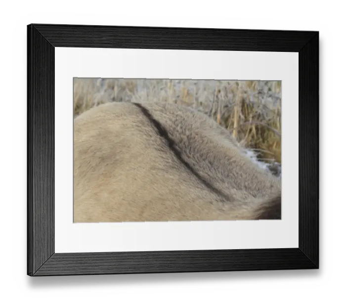 Framed Print : Konik Horse, mare, close-up of dorsal stripe, used as habitat management in river valley fen