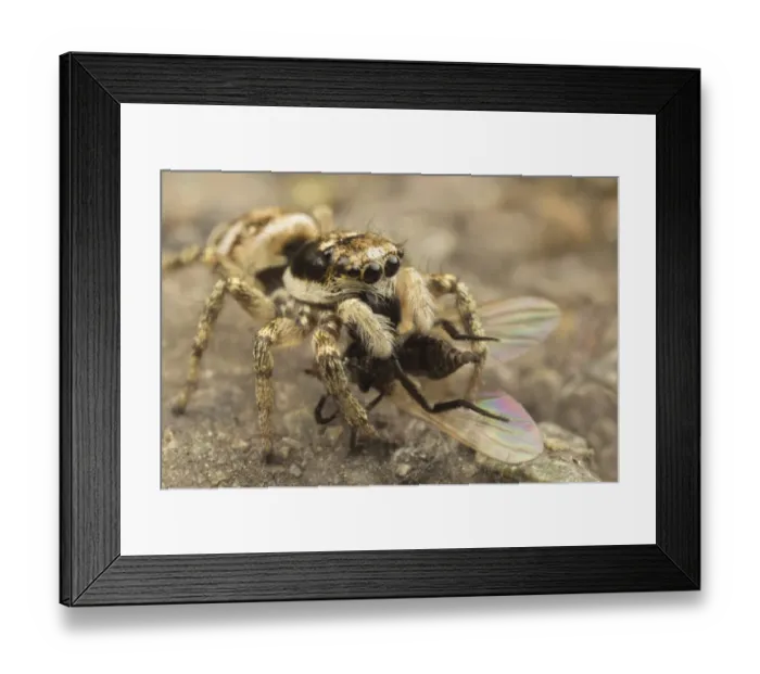 Framed Print : Zebra Jumping Spider (Salticus scenicus) adult, feeding on fly prey, Leicestershire, England, june Framed Print : Zebra Jumping Spider (Salticus scenicus) adult, feeding on fly prey, Leicestershire, England, june