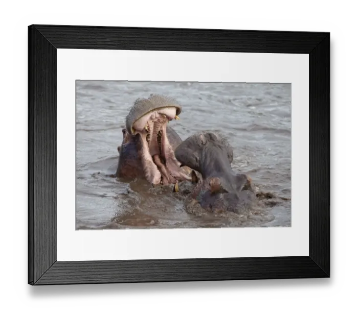 Framed Print : Hippopotamus (Hippopotamus amphibius) two adults, close-up of heads, fighting in water, Serengeti N. P