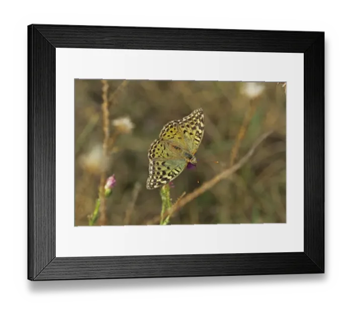 Framed Print : Cardinal Fritillary (Argynnis pandora) adult, feeding on flower, Bulgaria, september Framed Print : Cardinal Fritillary (Argynnis pandora) adult, feeding on flower, Bulgaria, september