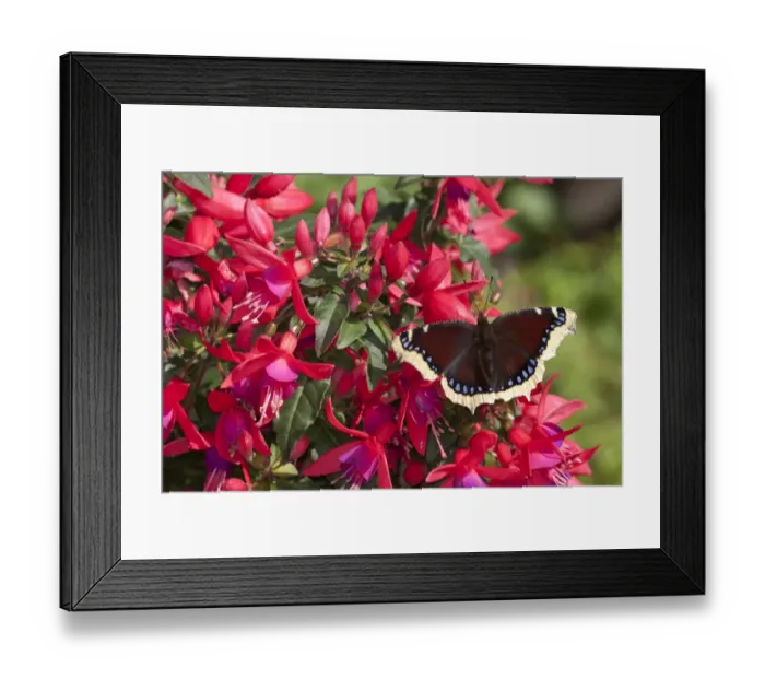 Framed Print : Camberwell Beauty (Nymphalis antiopa) adult, resting on fuschia flowers in garden, England, july Framed Print : Camberwell Beauty (Nymphalis antiopa) adult, resting on fuschia flowers in garden, England, july