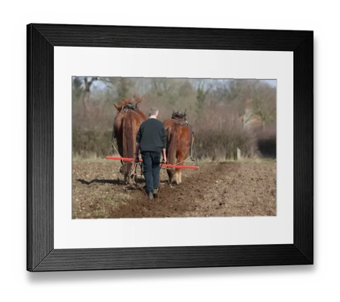 Framed Print : Heavy Horse, two adults, working, ploughing field with ploughman, Gressenhall, Norfolk, England, march Framed Print : Heavy Horse, two adults, working, ploughing field with ploughman, Gressenhall, Norfolk, England, march