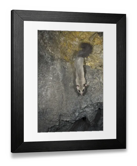 Framed Print : Fat Dormouse (Glis glis) adult, climbing on rock, Italy, october