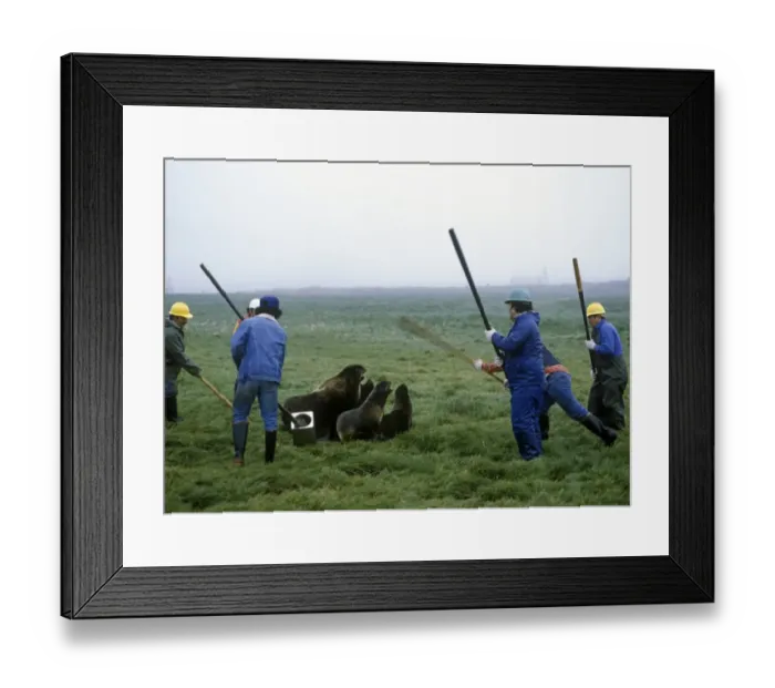 Framed Print : Aleut men with clubs, killing Northern Fur Seals (Callorhinus ursinus) as part of subsistence hunt, St