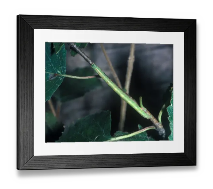 Framed Print : Common Emerald (Hemithea aestivaria) Larva Framed Print : Common Emerald (Hemithea aestivaria) Larva