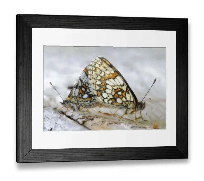 Framed Print : Heath Fritillary (Mellicta athalia) adult pair, mating, England, june Framed Print : Heath Fritillary (Mellicta athalia) adult pair, mating, England, june