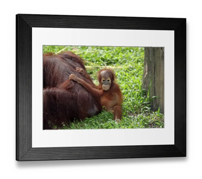 Framed Print : Bornean Orang-utan (Pongo pygmaeus) young with mother, sitting on ground (captive) Framed Print : Bornean Orang-utan (Pongo pygmaeus) young with mother, sitting on ground (captive)