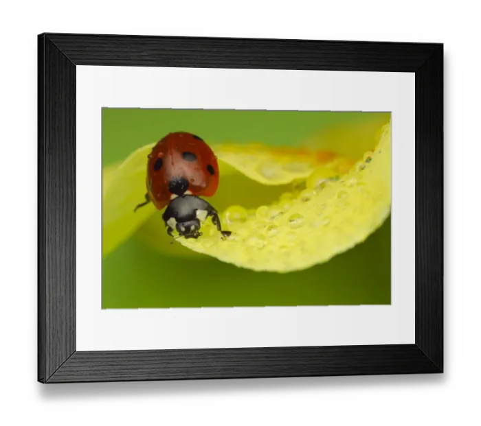 Framed Print : Seven-spot Ladybird (Coccinella septempunctata) adult, resting on flower with water droplets, Leicestershire, England Framed Print : Seven-spot Ladybird (Coccinella septempunctata) adult, resting on flower with water droplets, Leicestershire, England