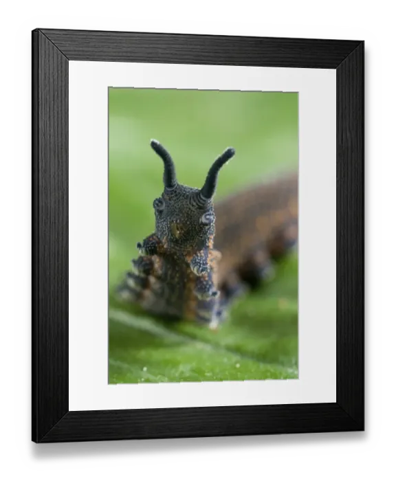 Framed Print : New Zealand Velvet-worm (Peripatoides novaezealandiae) adult, ventral view of legs and mouth parts, New Zealand Framed Print : New Zealand Velvet-worm (Peripatoides novaezealandiae) adult, ventral view of legs and mouth parts, New Zealand