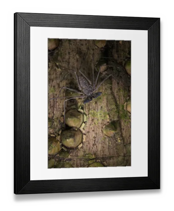 Framed Print : Tailless Whip Scorpion (Heterophrynus sp. ) adult, waiting for prey on trunk of spiny tree Framed Print : Tailless Whip Scorpion (Heterophrynus sp. ) adult, waiting for prey on trunk of spiny tree