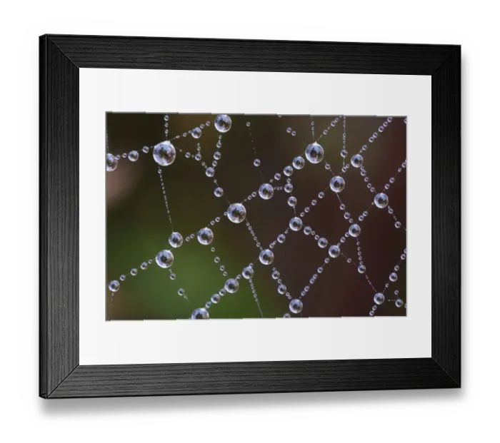 Framed Print : Spider web covered with dew drops at dawn, Italy, november
