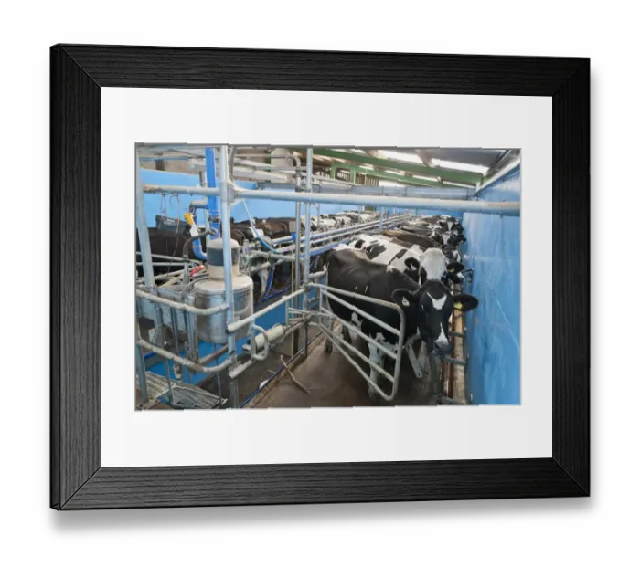Framed Print : Dairy farming, milking parlour with Holstein cows, Preston, Lancashire, England, september Framed Print : Dairy farming, milking parlour with Holstein cows, Preston, Lancashire, England, september