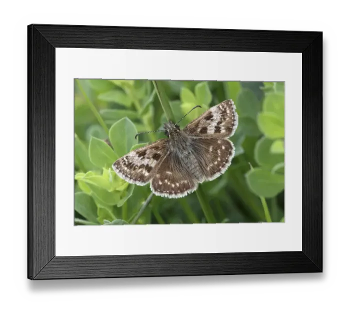Framed Print : Dingy Skipper (Erynnis tages) adult, resting on stem, Warwickshire, England, may Framed Print : Dingy Skipper (Erynnis tages) adult, resting on stem, Warwickshire, England, may