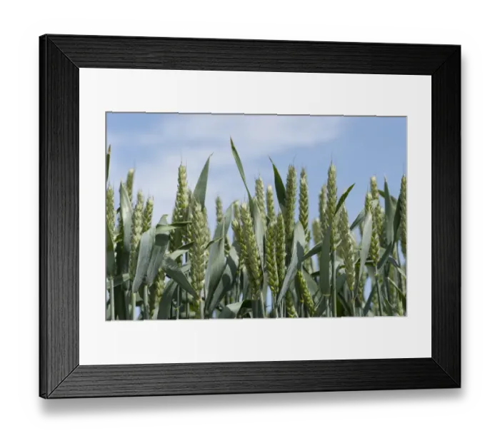Framed Print : Wheat (Triticum aestivum) crop, close-up of ripening ears, Lincolnshire, England, june Framed Print : Wheat (Triticum aestivum) crop, close-up of ripening ears, Lincolnshire, England, june