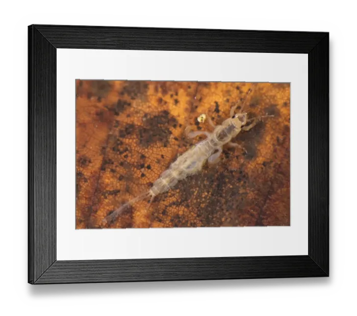 Framed Print : Mayfly (Ephemera sp. ) larva, on submerged leaf, Genova Province, Liguria, Italy, december Framed Print : Mayfly (Ephemera sp. ) larva, on submerged leaf, Genova Province, Liguria, Italy, december