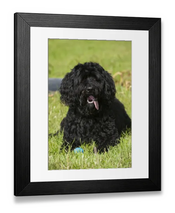 Framed Print : Domestic Dog, Labradoodle, adult, panting, resting beside ball on grass, England, july Framed Print : Domestic Dog, Labradoodle, adult, panting, resting beside ball on grass, England, july