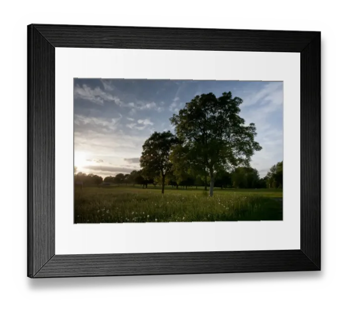 Framed Print : View of parkland trees in evening sunlight, Stoneleigh Park, Kennilworth, Warwickshire, England, may Framed Print : View of parkland trees in evening sunlight, Stoneleigh Park, Kennilworth, Warwickshire, England, may