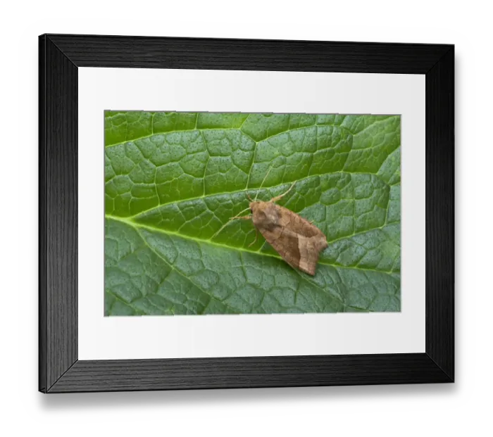 Framed Print : Rosy Rustic (Hydraecia micacea) adult, resting on leaf, Essex, England Framed Print : Rosy Rustic (Hydraecia micacea) adult, resting on leaf, Essex, England